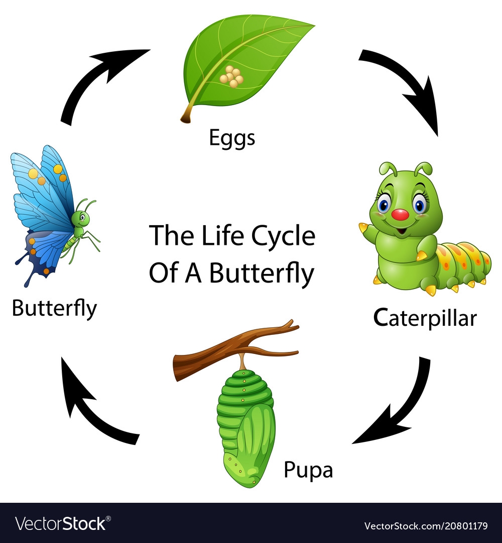 Life Cycle Of A Butterfly Royalty Free Vector Image Life Cycle Of A Butterfly Royalty Free Vector Image