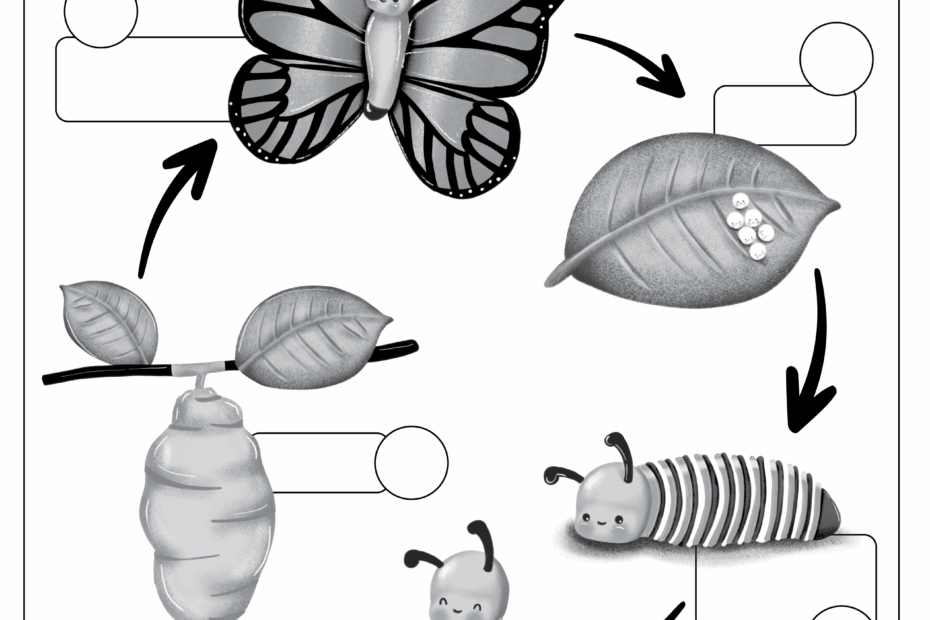 Life Cycle Of A Butterfly Worksheet 2nd Grade