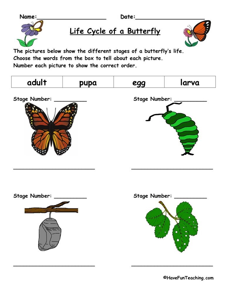 Worksheet On Life Cycle of Butterfly Worksheet On Life Cycle of Butterfly