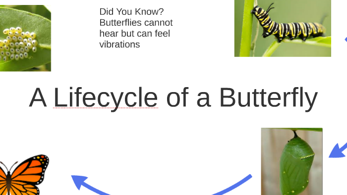 Life Cycle Of A Buttrfly By Cameron Abc Life Cycle Of A Buttrfly By Cameron Abc