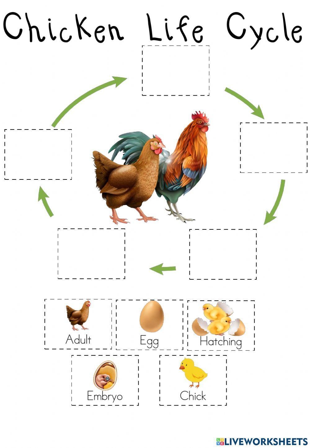 Chicken Life Cycle Printable Worksheet Chicken Life Cycle Printable Worksheet