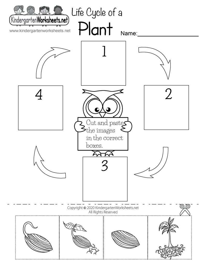Life Cycle Of A Flower Worksheet Life Cycle Of A Flower Worksheet