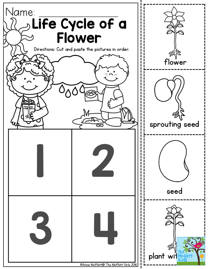 Life Cycle of a Flower Coloring Page Life Cycle of a Flower Coloring Page