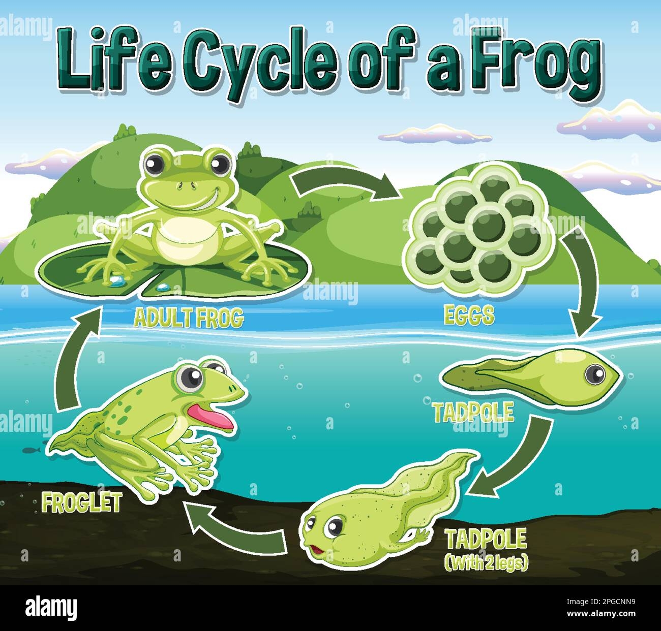 Life Cycle Of A Frog Bilarasa Life Cycle Of A Frog Bilarasa
