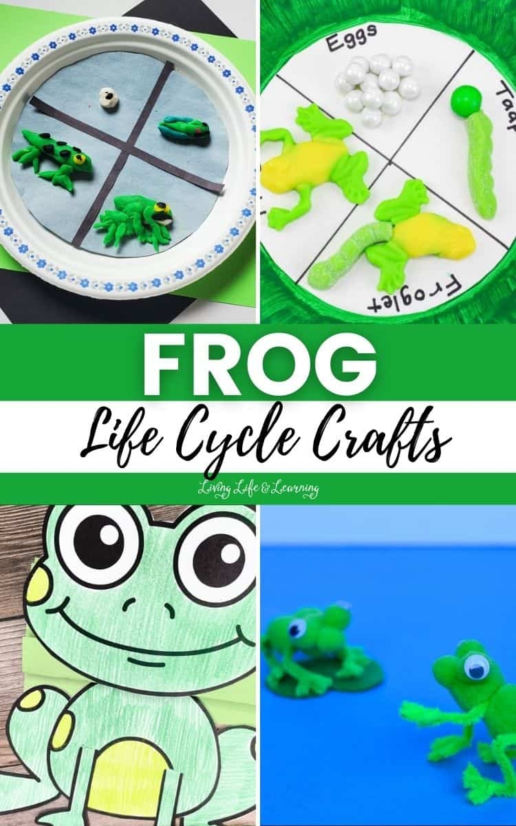 life cycle of a frog for kids life cycle of a frog for kids
