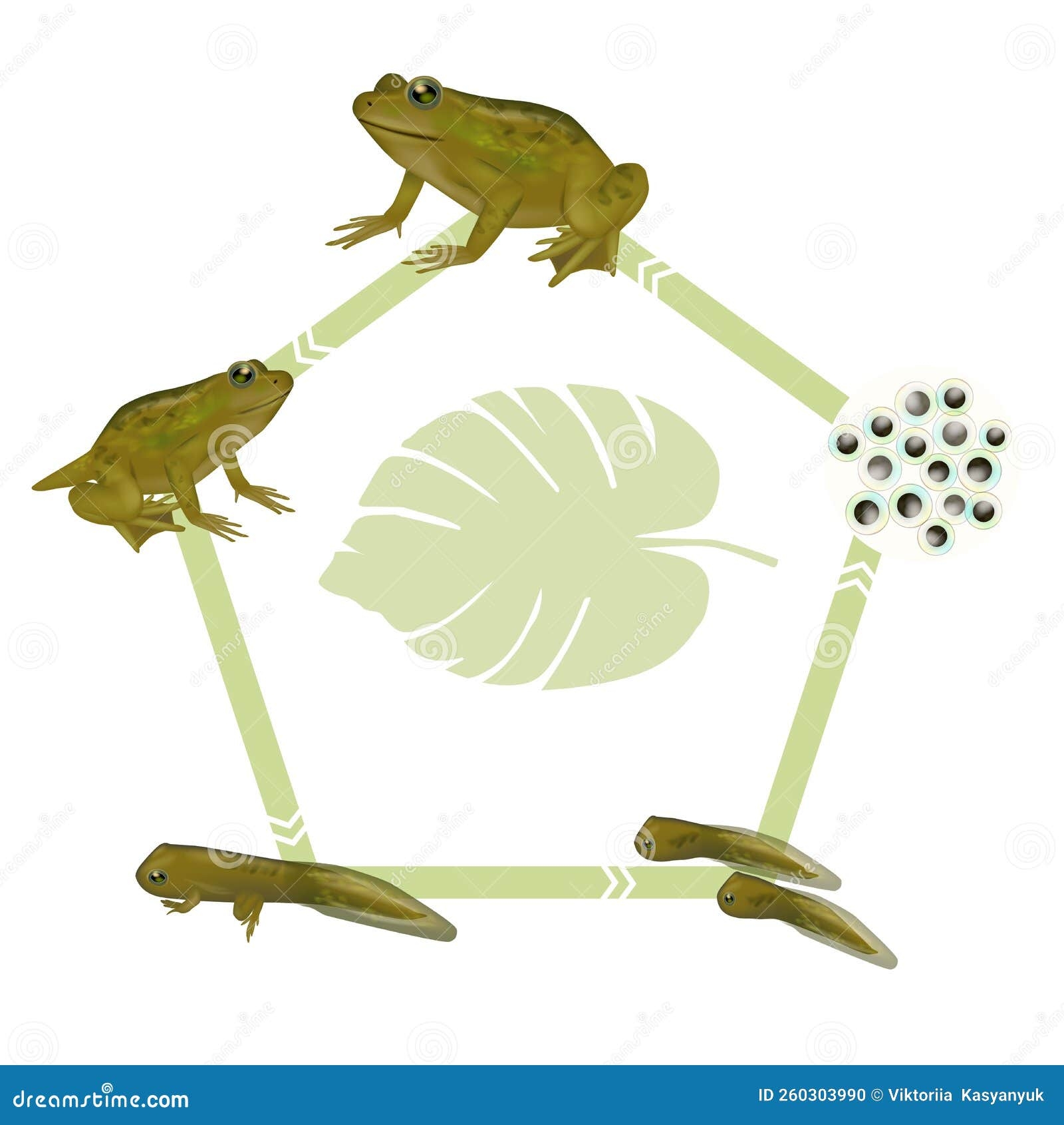 Life Cycle Of A Frog Froglet Frog Tadpole With Legs Tadpole Embryo Life Cycle Of A Frog Froglet Frog Tadpole With Legs Tadpole Embryo