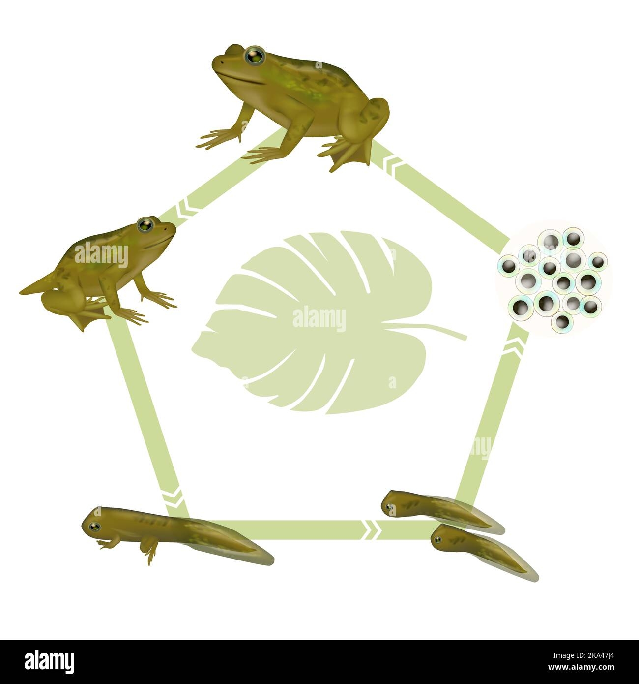 tadpole frog life cycle tadpole frog life cycle