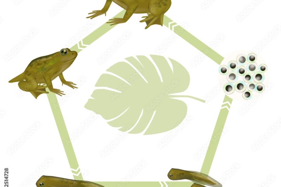 Life Cycle Of A Frog Froglet Frog Tadpole With Legs Tadpole Embryo