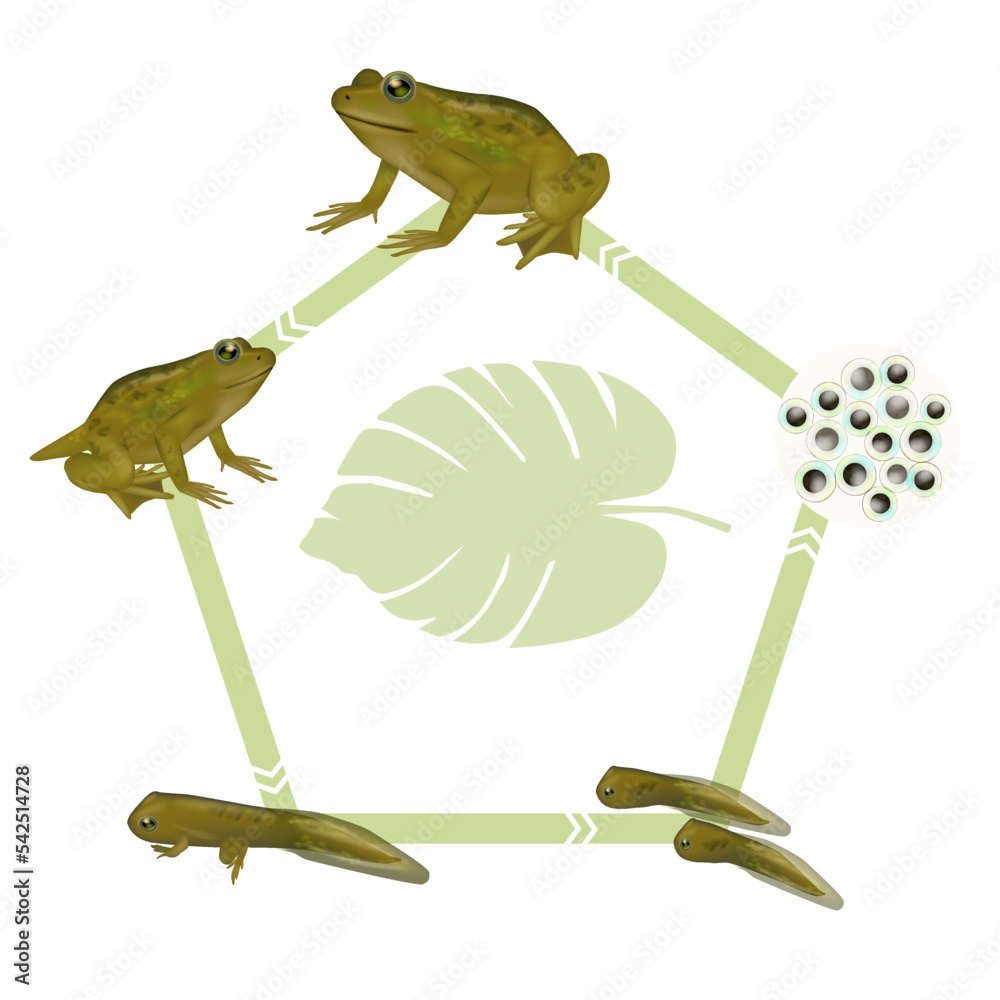 Life Cycle Of A Frog Froglet Frog Tadpole With Legs Tadpole Embryo Life Cycle Of A Frog Froglet Frog Tadpole With Legs Tadpole Embryo
