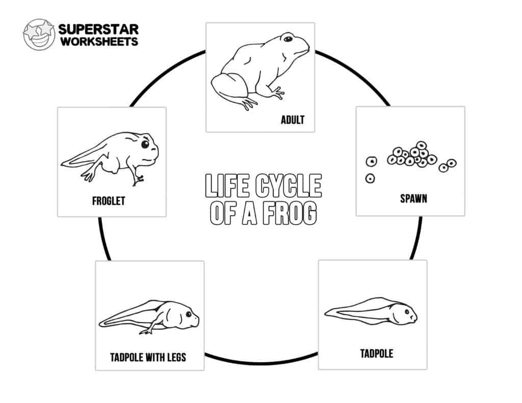 Frog Life Cycle Printable Frog Life Cycle Printable