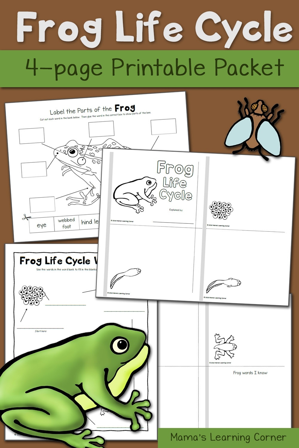 Life Cycle Of A Frog quot Free Printable Worksheet Amphibians Frog 