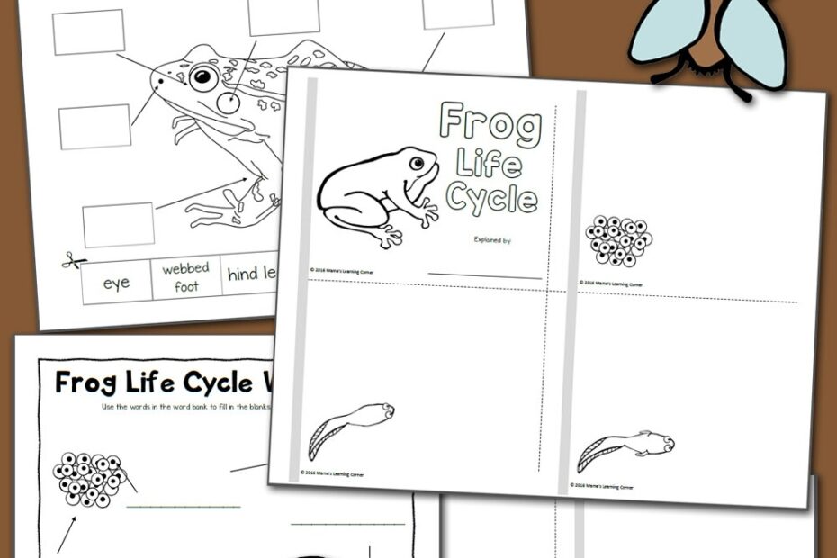 Life Cycle Of A Frog quot Free Printable Worksheet Amphibians Frog