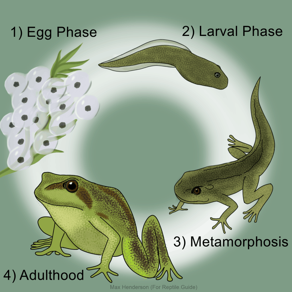 Life Cycle Of A Frog Stages Of Frog Development Explained Life Cycle Of A Frog Stages Of Frog Development Explained
