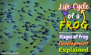 frog life cycle explained frog life cycle explained