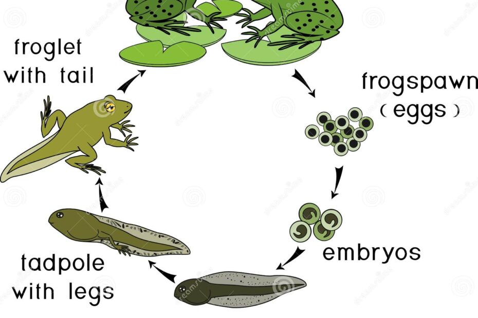 Life Cycle Of A Frog Stages Of Frog Development Explained Bilarasa