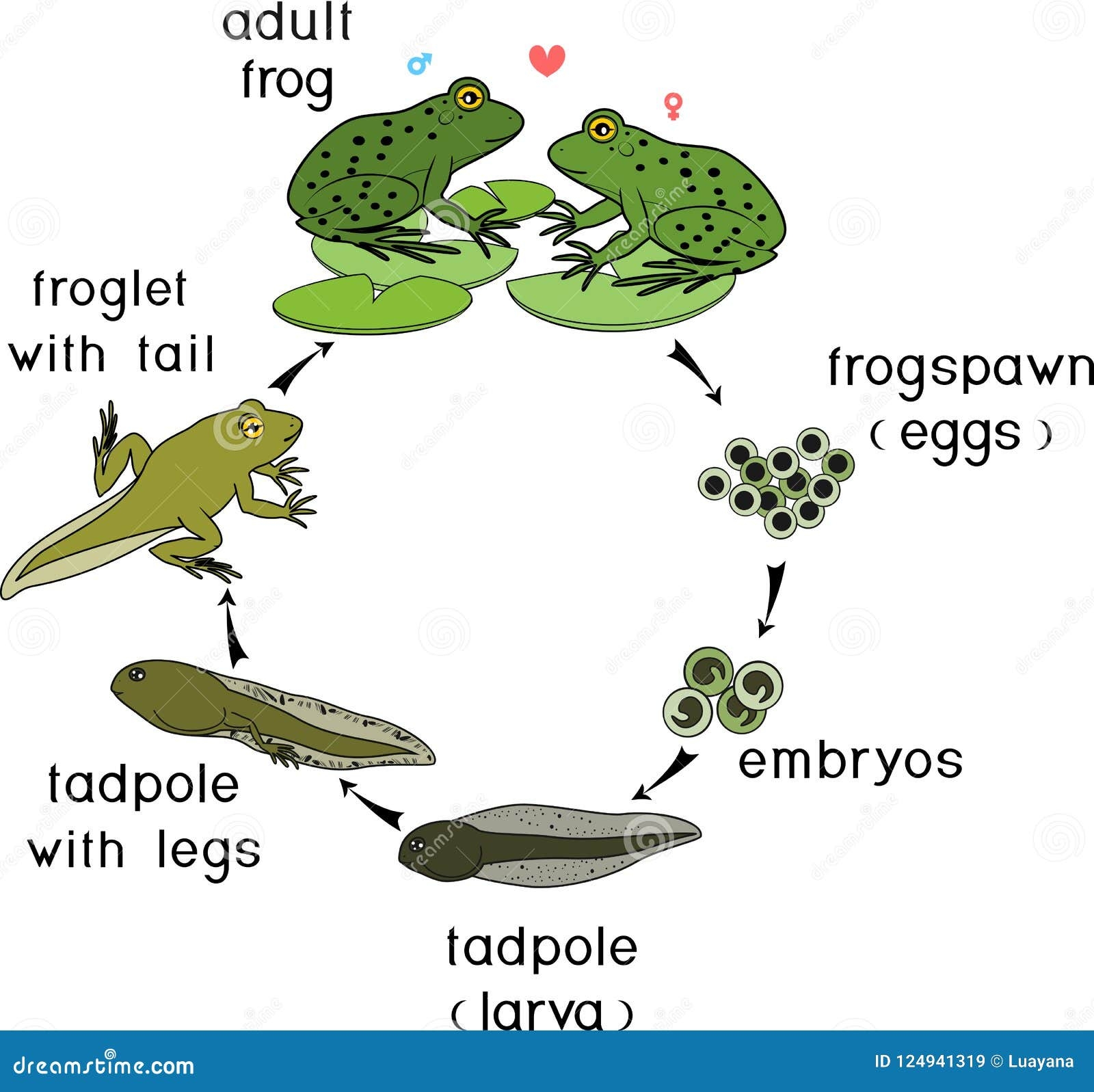 frog stages of life frog stages of life