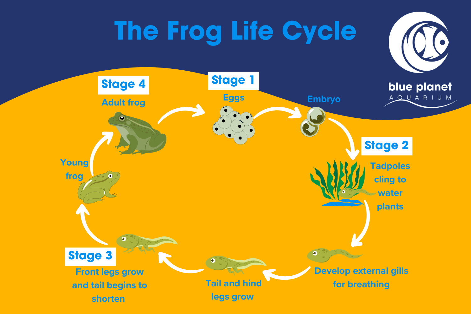 stages of the life cycle of a frog stages of the life cycle of a frog