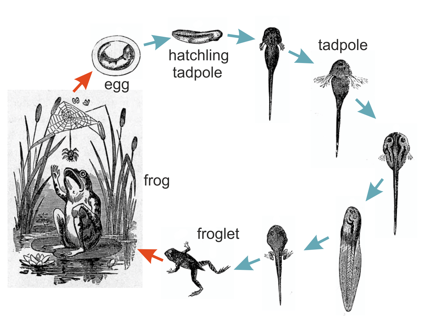 Life Cycle Of A Frog Tadpole Stage Life Cycle Of A Frog Tadpole Stage