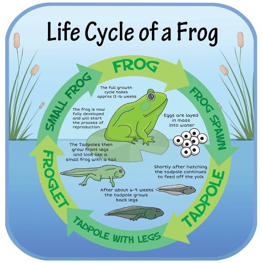 Life Cycle Of A Frog With Frog Facts Frog Life Cycle Vrogue co Life Cycle Of A Frog With Frog Facts Frog Life Cycle Vrogue co