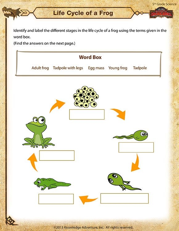 frog life cycle 3rd grade frog life cycle 3rd grade