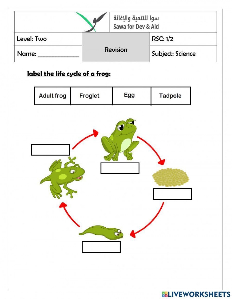 a life cycle of a frog