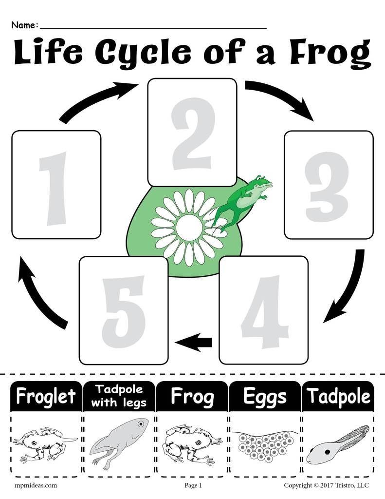 Life Cycle Of A Frog Worksheets Cut And Paste Life Cycle Of A Frog Life Cycle Of A Frog Worksheets Cut And Paste Life Cycle Of A Frog