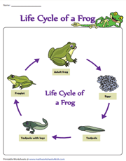 Life Cycle Of A Frog Worksheets Life Cycle Of A Frog Worksheets