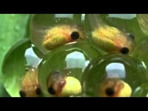 Life Cycle Of A Frog YouTube