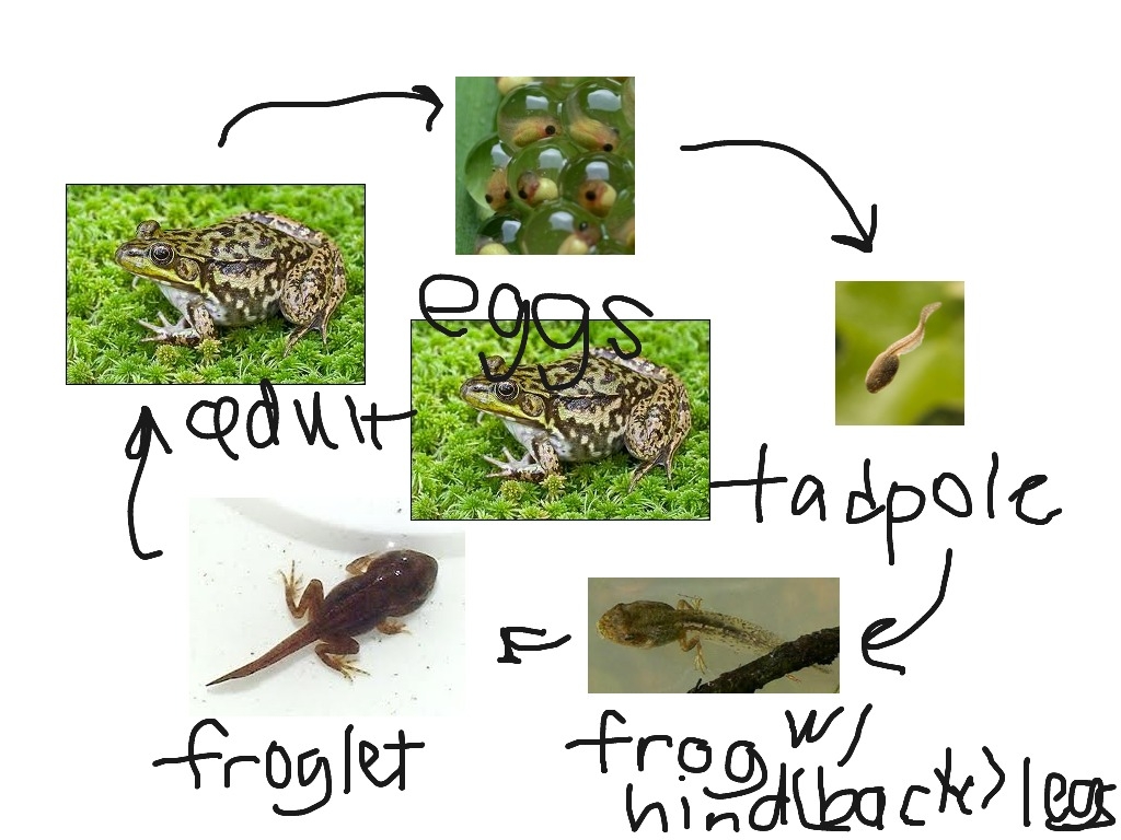 Life Cycle Of A Frog Life Cycle Of A Frog