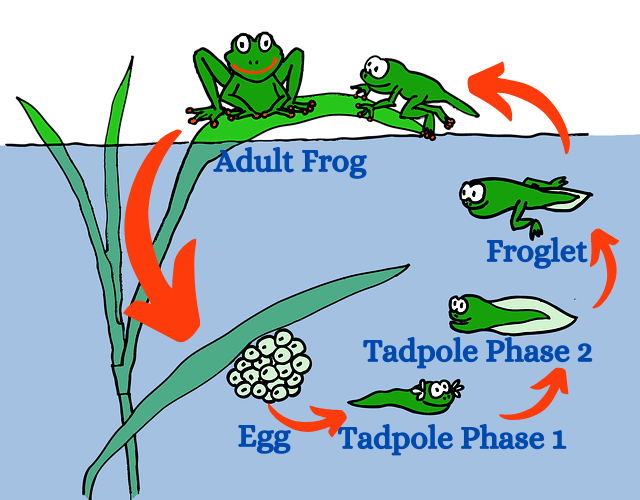 stage 5 frog life cycle stage 5 frog life cycle
