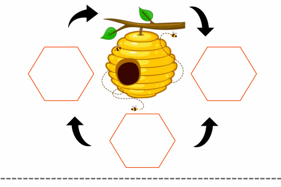 Life Cycle Of A Honey Bee Sequencing Activity Worksheet Bee
