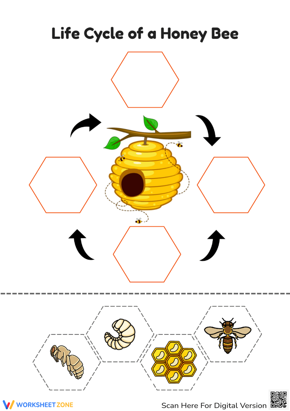 Life Cycle Of A Honey Bee Sequencing Activity Worksheet Bee Life Cycle Of A Honey Bee Sequencing Activity Worksheet Bee