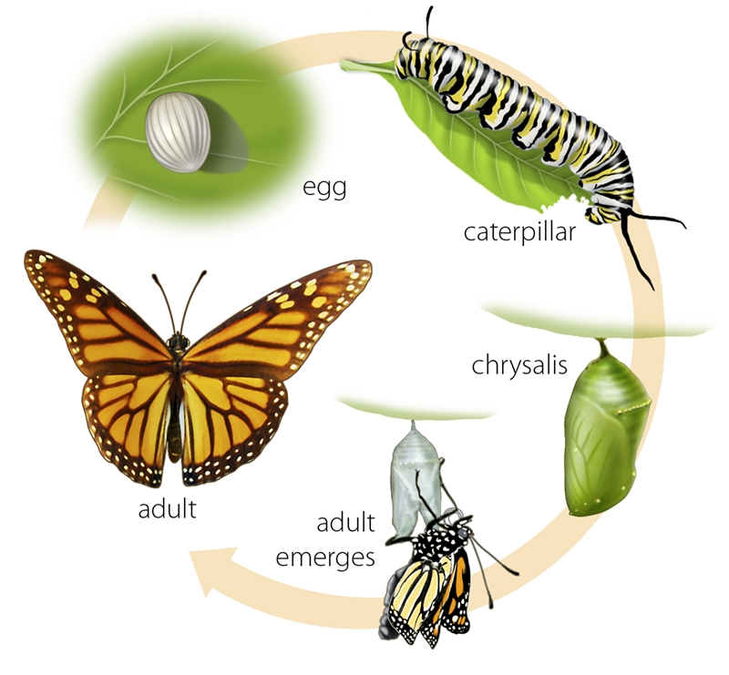 Life Cycle Of A Monarch Butterfly Biological Science Picture 