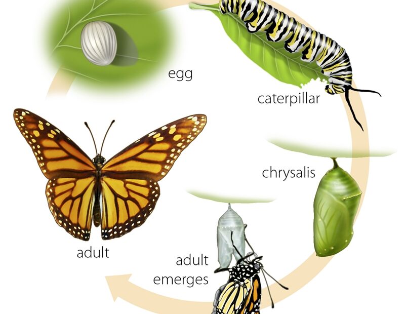 Life Cycle Of A Monarch Butterfly Biological Science Picture