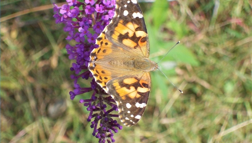 Life Cycle Of A Painted Lady Butterfly Sciencing
