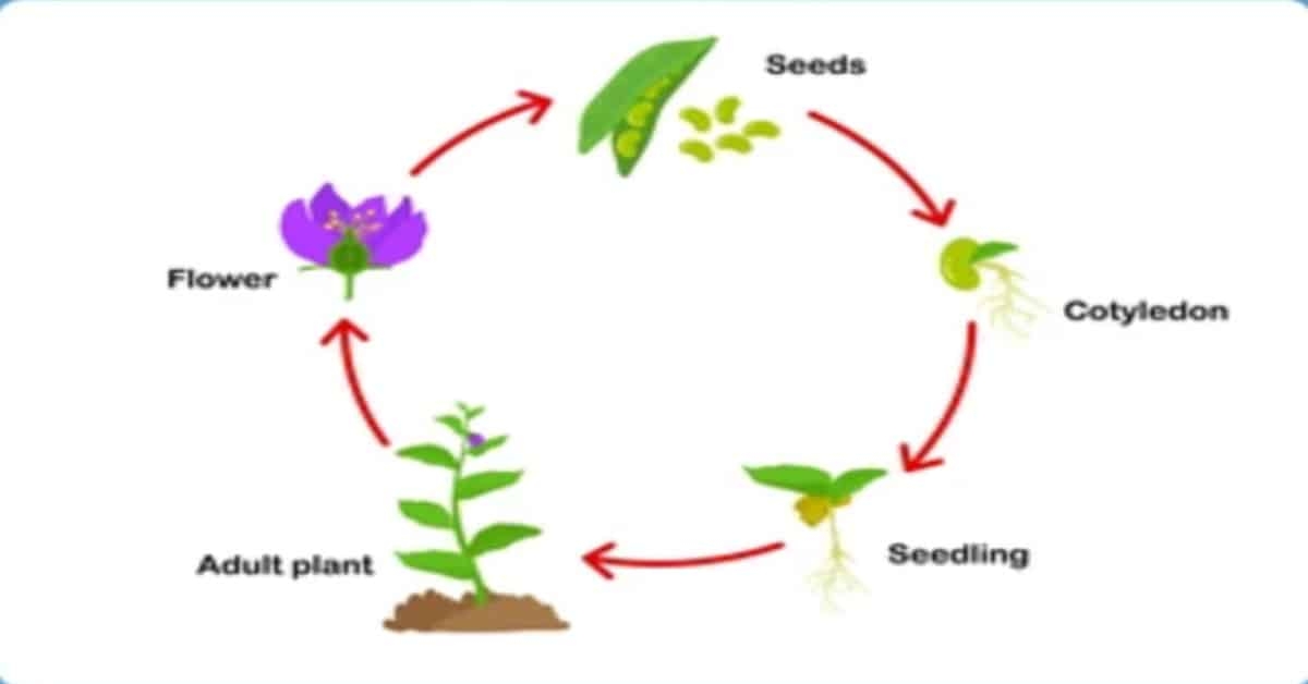 Plant Life Cycle Plant Life Cycle