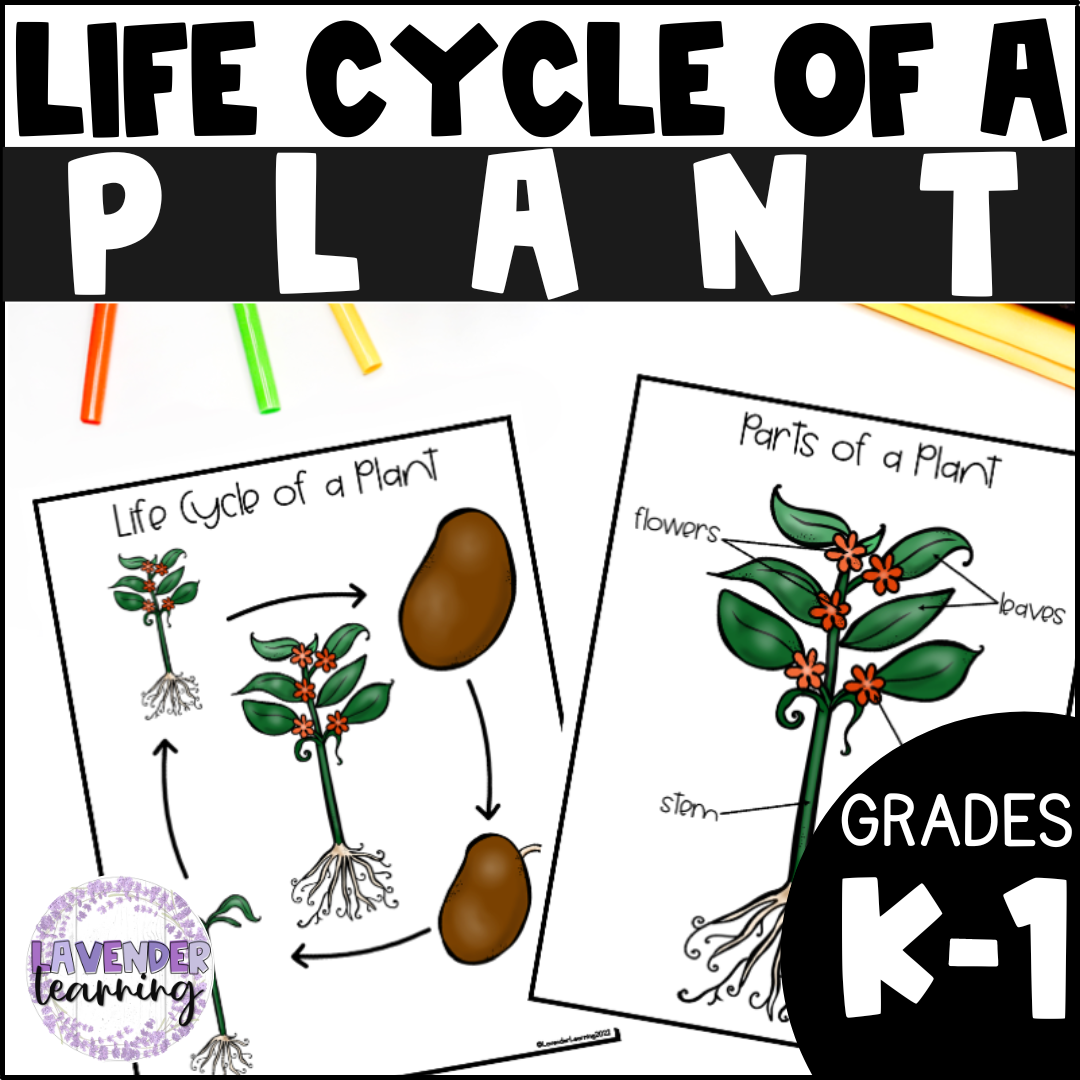 5th Grade Plant Life Cycle 5th Grade Plant Life Cycle