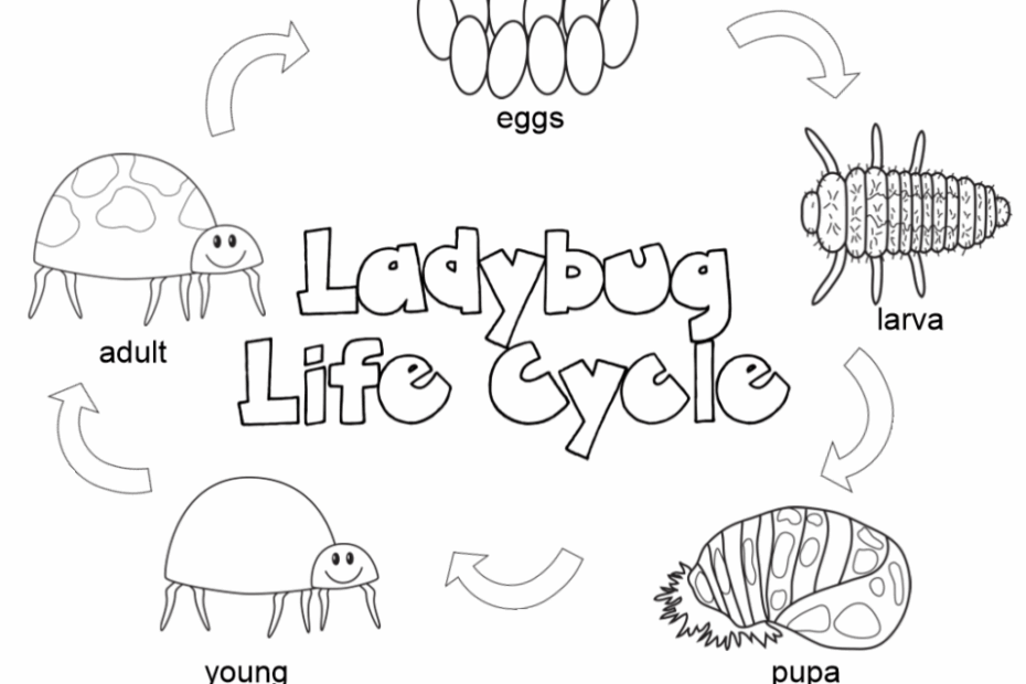 Life Cycle Of A Plant Coloring Page Coloring Home