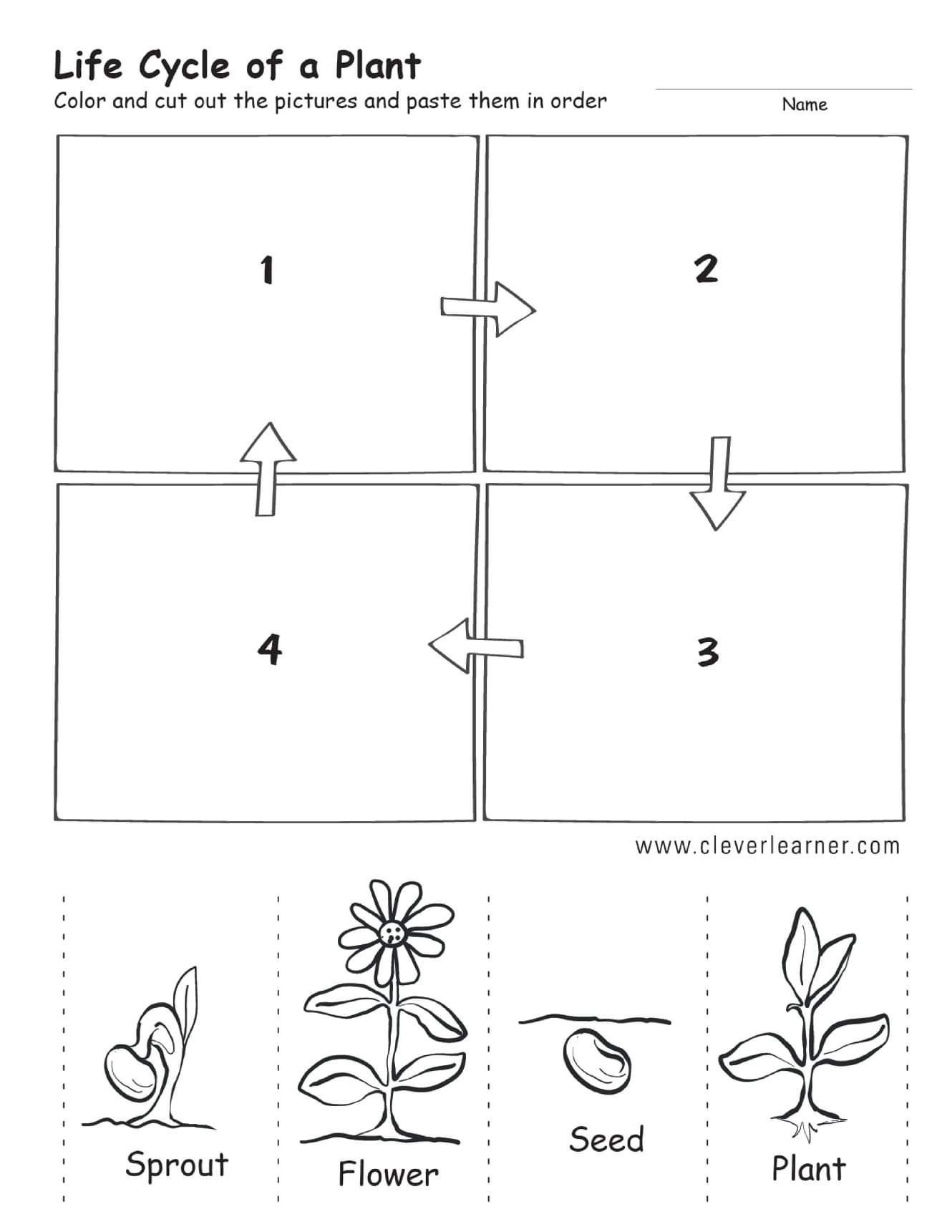 Life Cycle Worksheets for Kindergarten Life Cycle Worksheets for Kindergarten