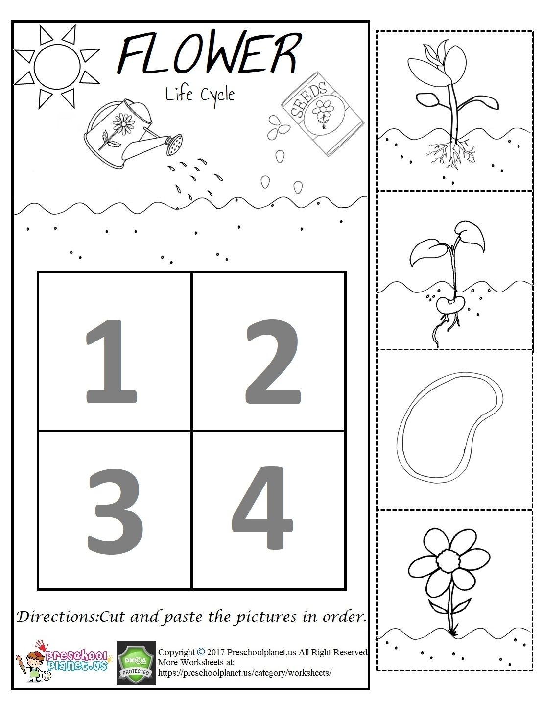 Life Cycle Of A Plant Kindergarten Worksheets Life Cycle Of A Plant Kindergarten Worksheets