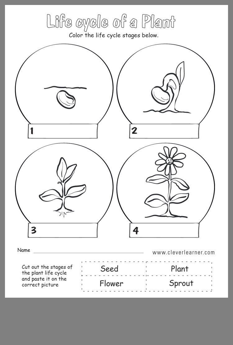 Life Cycle Of A Plant Kindergarten Worksheets Life Cycle Of A Plant Kindergarten Worksheets