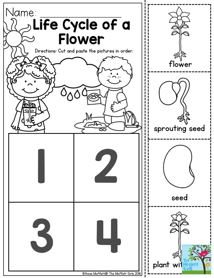 Life Cycle Preschool Printables Life Cycle Preschool Printables