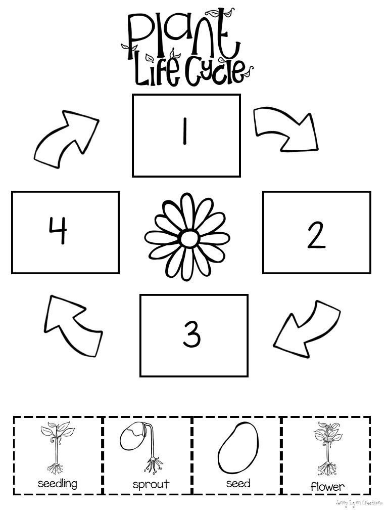 Life Cycle Of A Plant Worksheet Printable PDF Template Life Cycle Of A Plant Worksheet Printable PDF Template