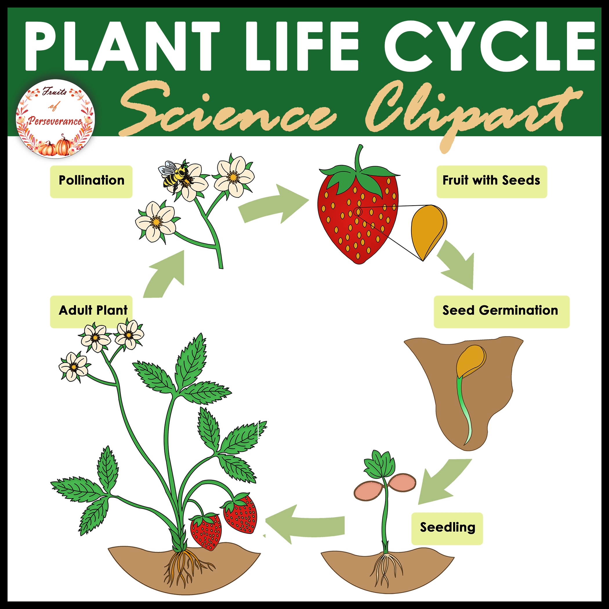 Life Cycle Of A Plant Life Cycle Of A Plant