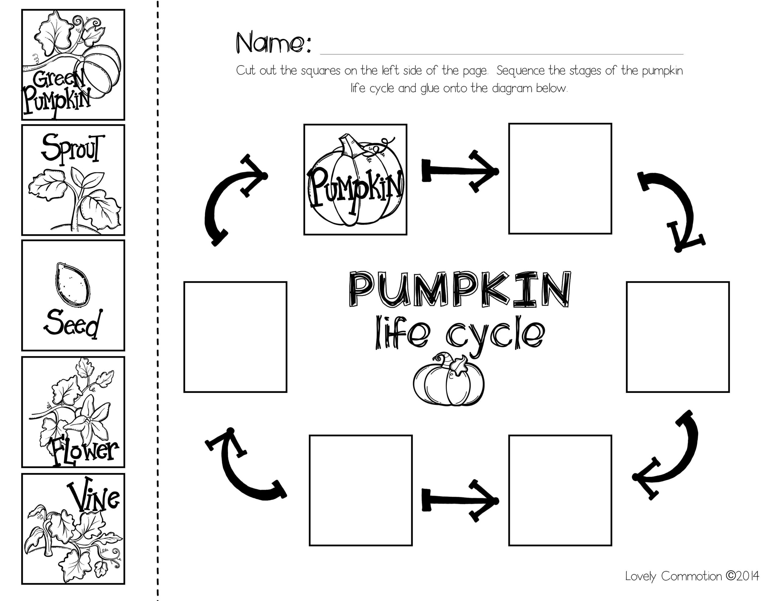 Pumpkin Life Cycle Preschool Pumpkin Life Cycle Preschool