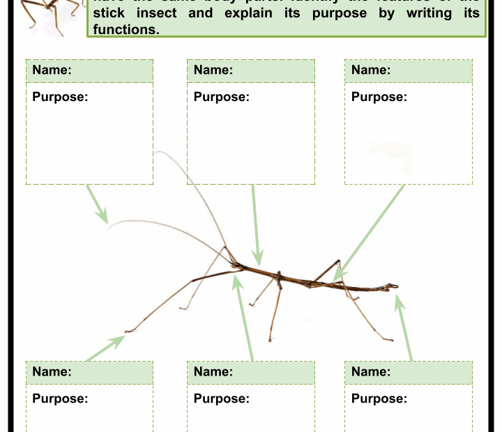 Life Cycle Of A Stick Insect For Kids Infoupdate