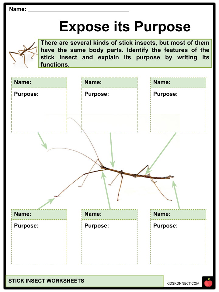 Life Cycle Of A Stick Insect For Kids Infoupdate Life Cycle Of A Stick Insect For Kids Infoupdate
