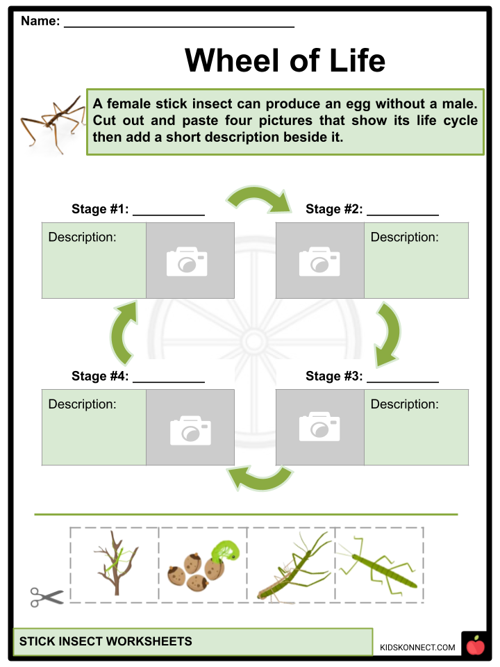 Life Cycle Of A Stick Insect Infoupdate Life Cycle Of A Stick Insect Infoupdate