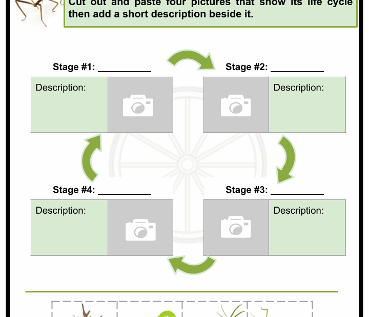 Life Cycle Of A Stick Insect Infoupdate