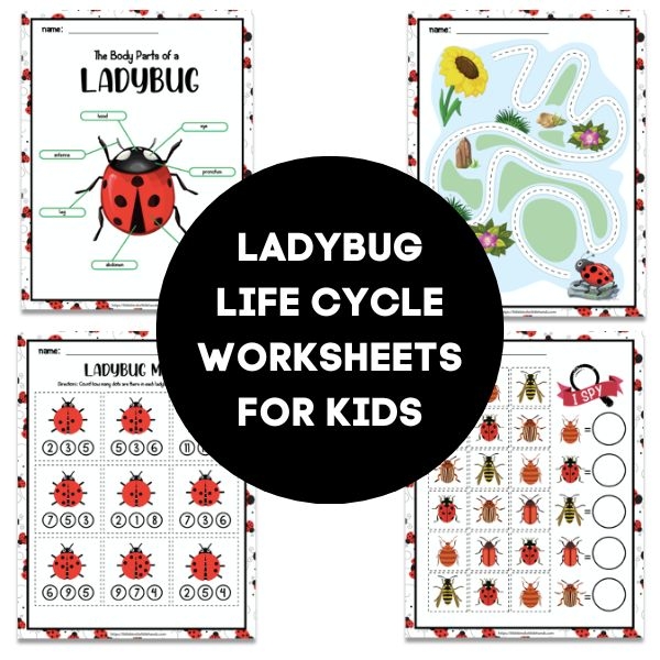 Life Cycle Of A Stick Insect Ks2 Ppt Infoupdate Life Cycle Of A Stick Insect Ks2 Ppt Infoupdate